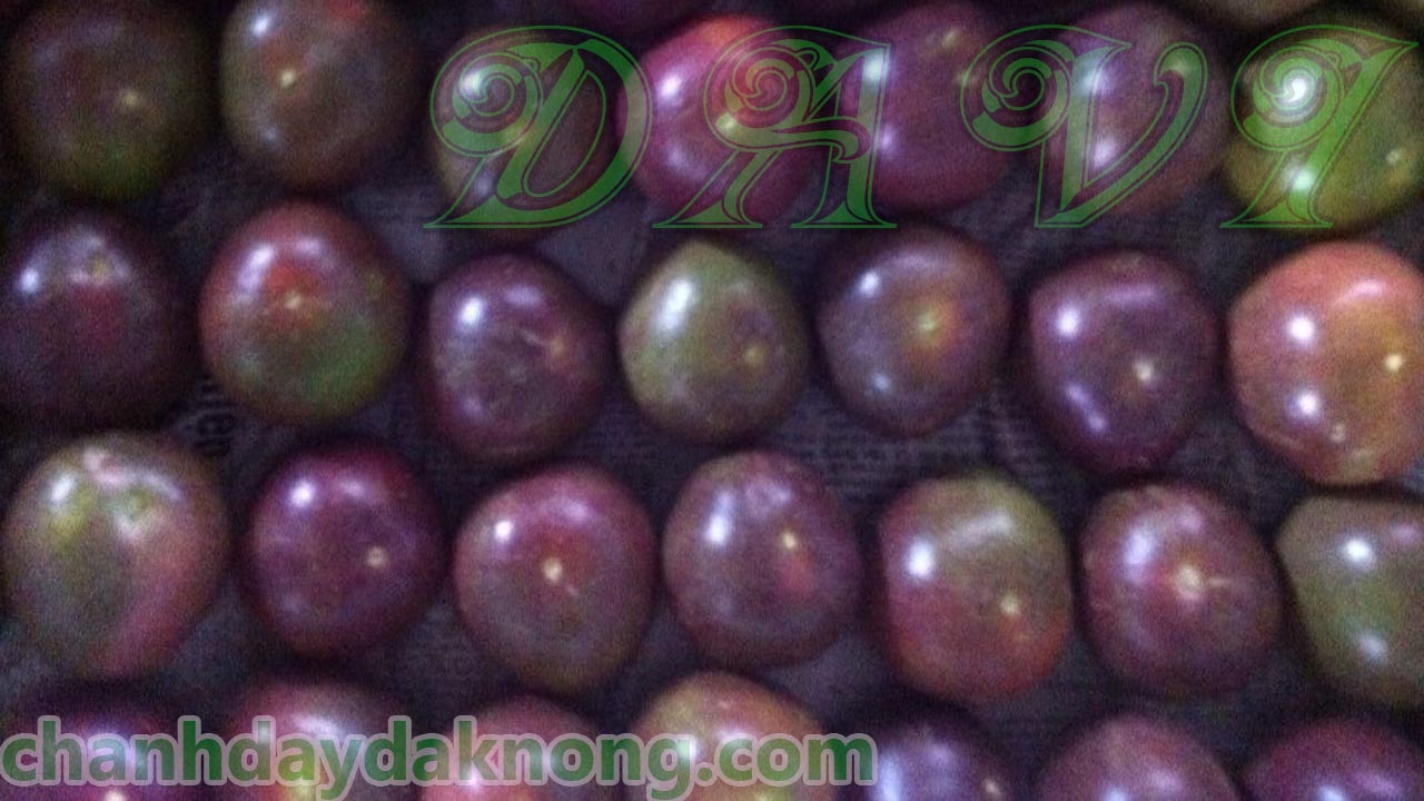 Chanh dây tím Đắk Nông