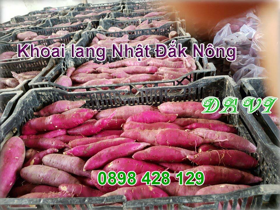 Khoai lang Nhât Đắk Nông