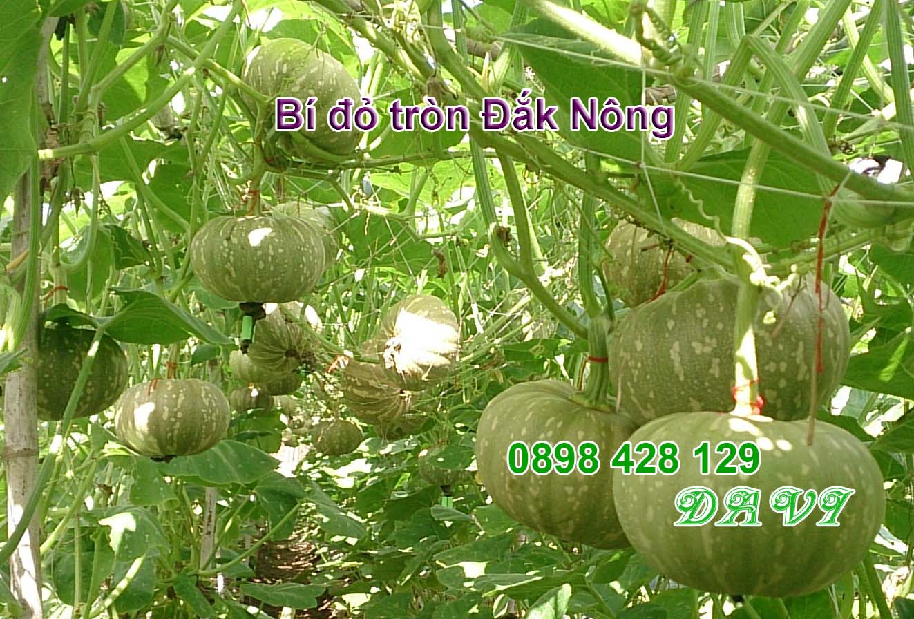 Bí đỏ tròn Đắk Nông