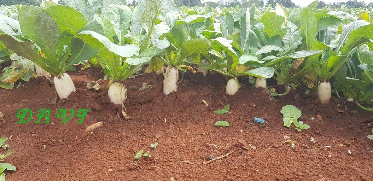 Củ cải trắng Đắk Nông