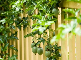 Cách trồng và chăm sóc cây chanh dây đơn giản