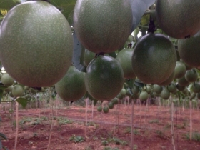 Chanh dây - Thần dược ẩn mình tại Việt Nam