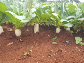 Công dụng thần kỳ của củ cải trắng