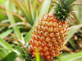 Thơm - Khóm - Dứa giống hay khác nhau và cách phân biệt