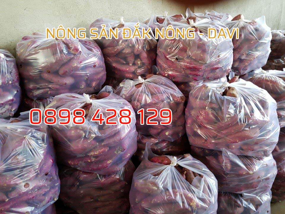 Khoai lang Nhật Đắk Nông