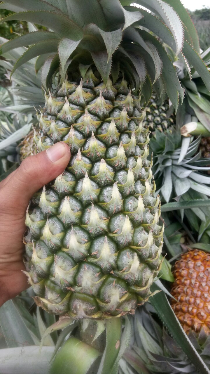 Khóm Hậu Giang giá sỉ