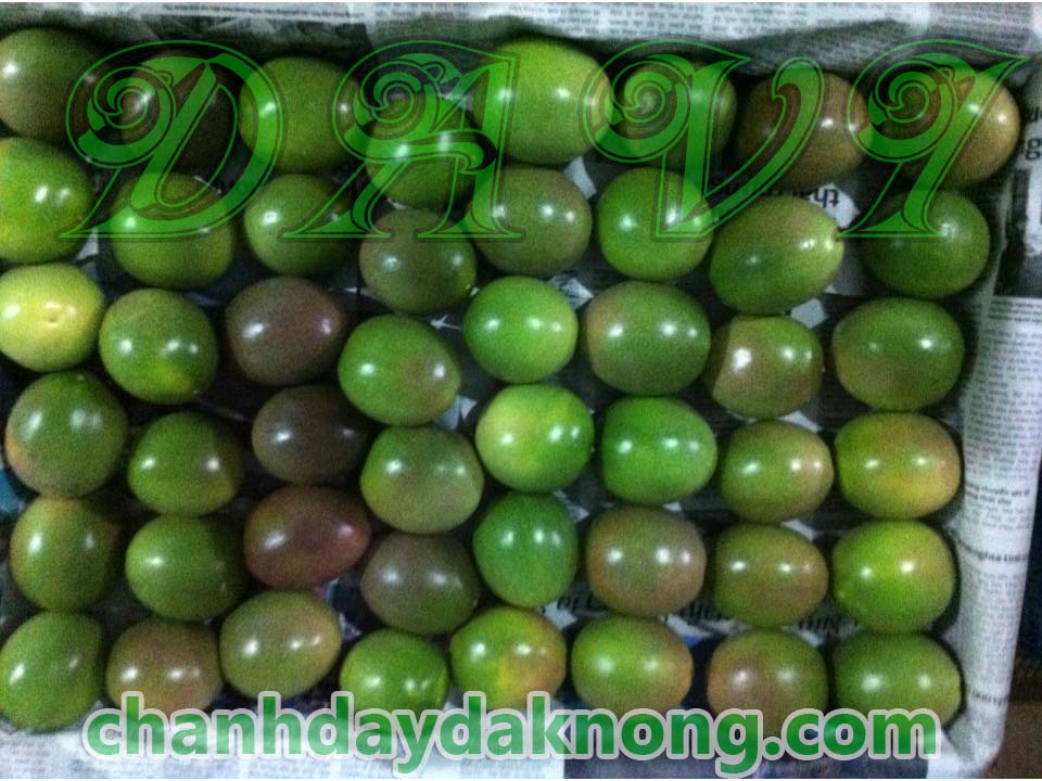 Chanh dây Đăk Nông tươi
