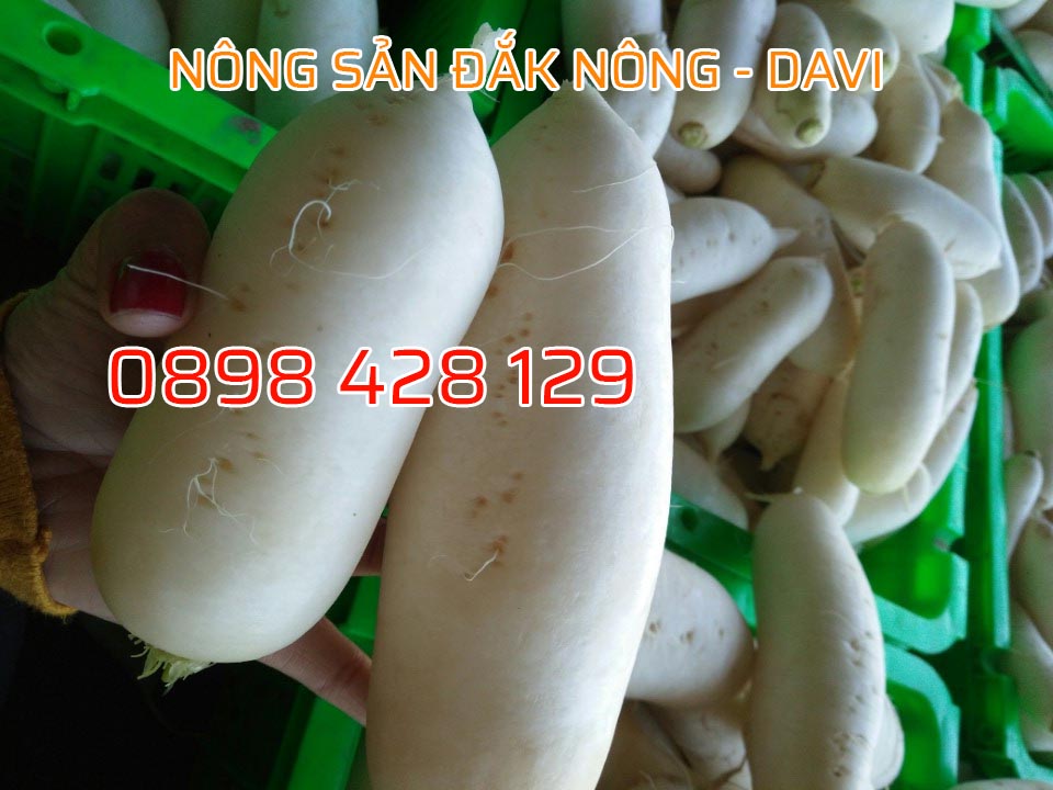 Củ cải trắng Đắk Nông