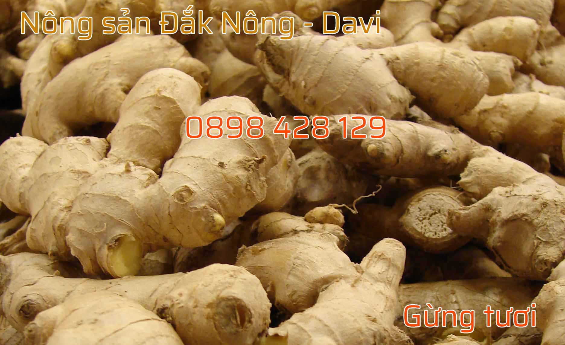 Bán sỉ gừng tươi Đắk Nông